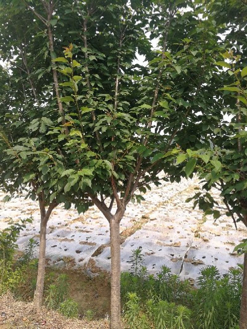 低价处理5-12公分樱花，一级树形