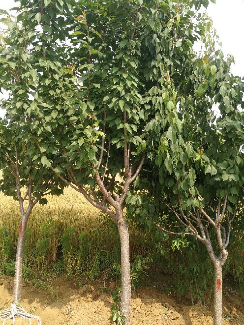 低价处理5-12公分樱花，一级树形