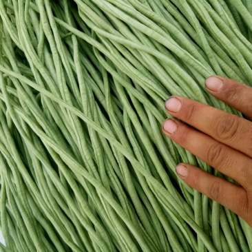 豆角70厘米以上，大量上市中