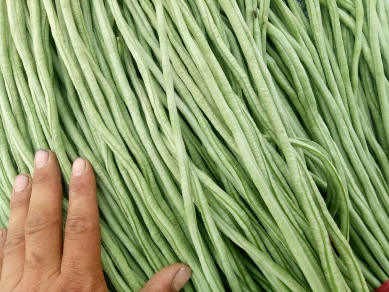 豆角70厘米以上，大量上市中