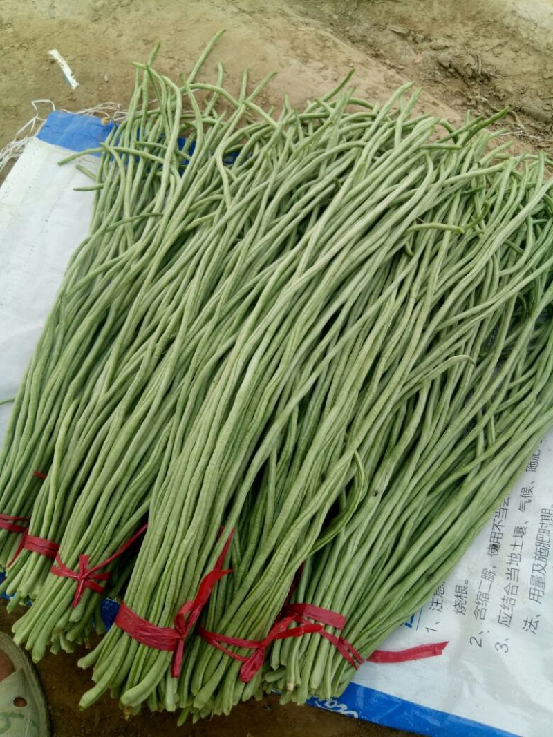 豆角70厘米以上，大量上市中