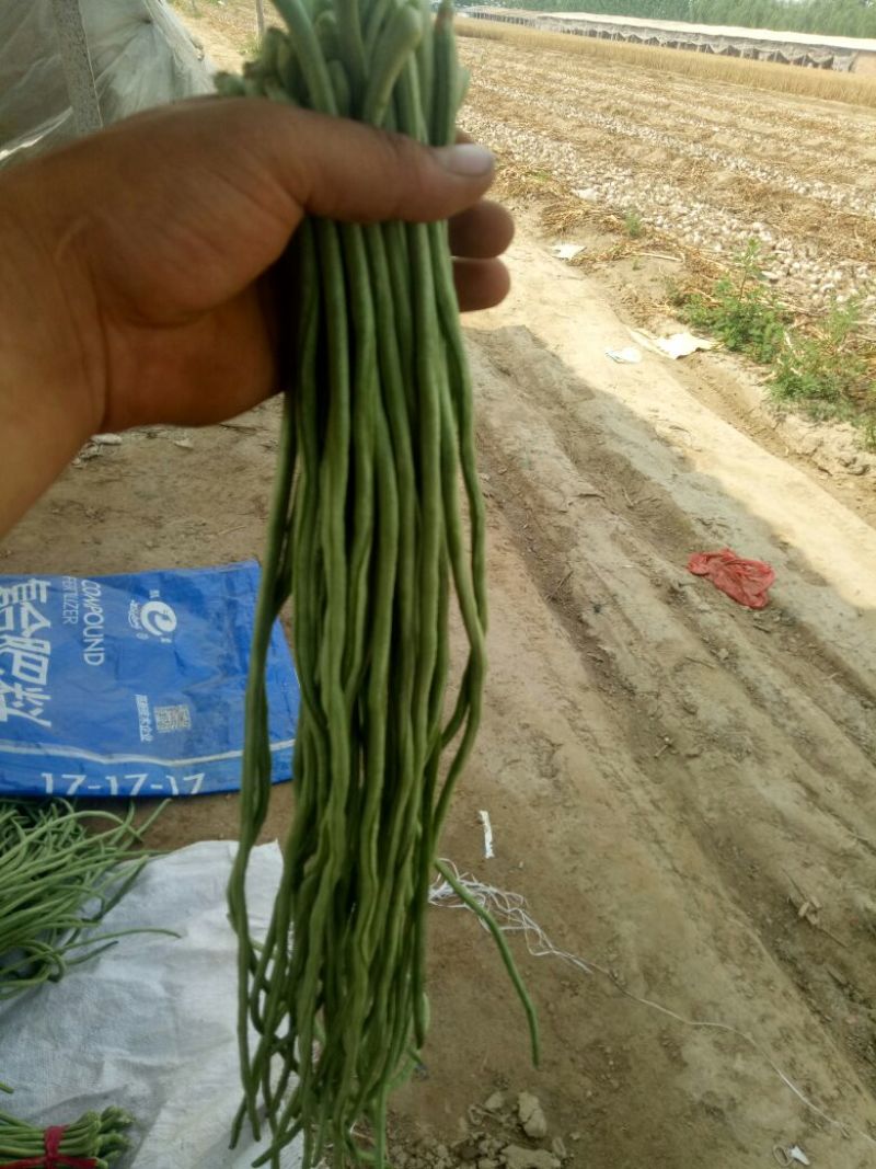 豆角70厘米以上，大量上市中