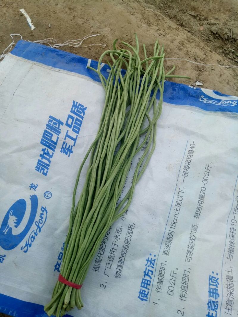 豆角70厘米以上，大量上市中