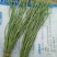 豆角70厘米以上，大量上市中