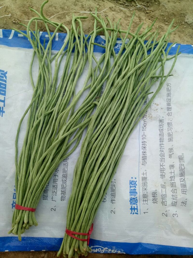 豆角70厘米以上，大量上市中