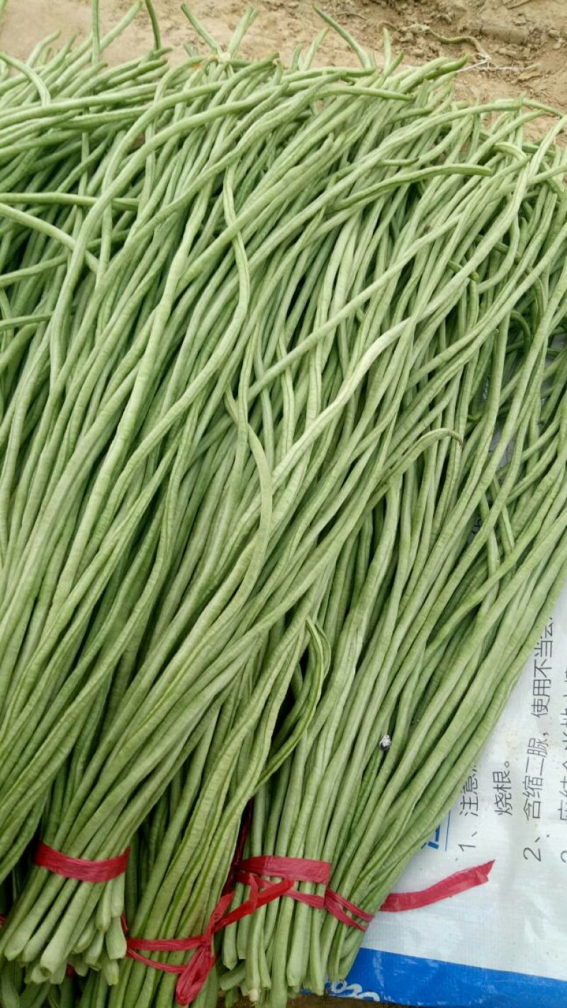 豆角70厘米以上，大量上市中