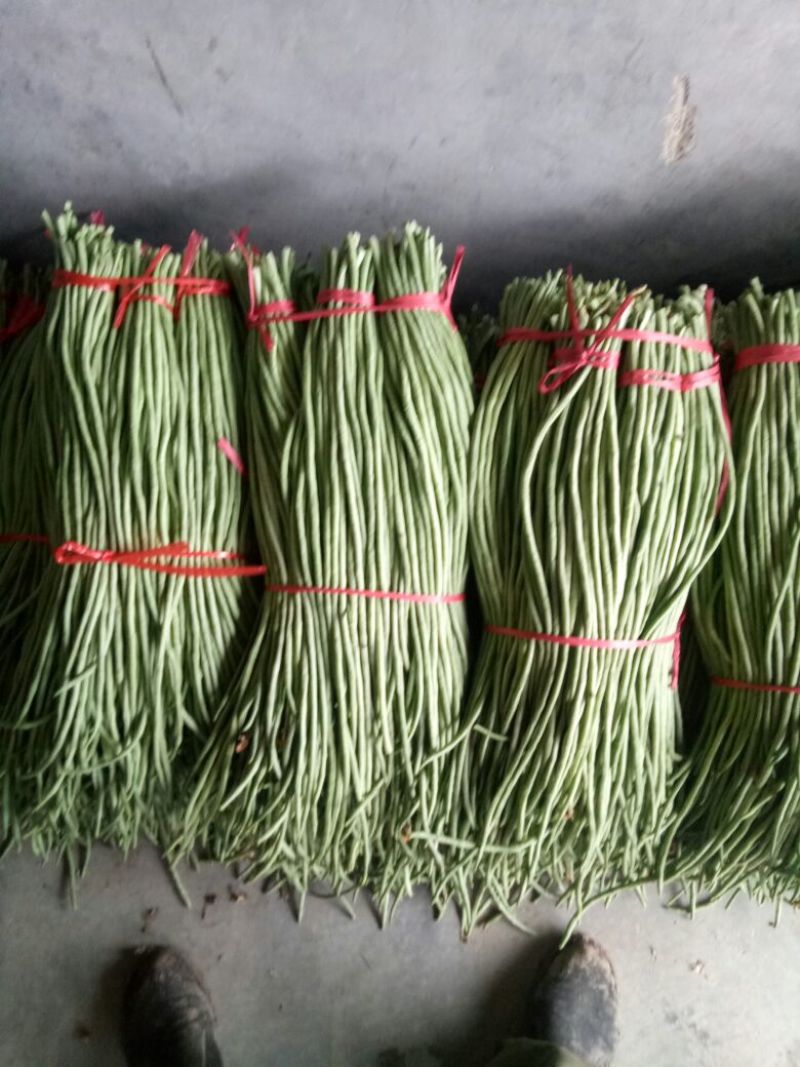 豆角70厘米以上，大量上市中