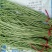 豆角70厘米以上，大量上市中