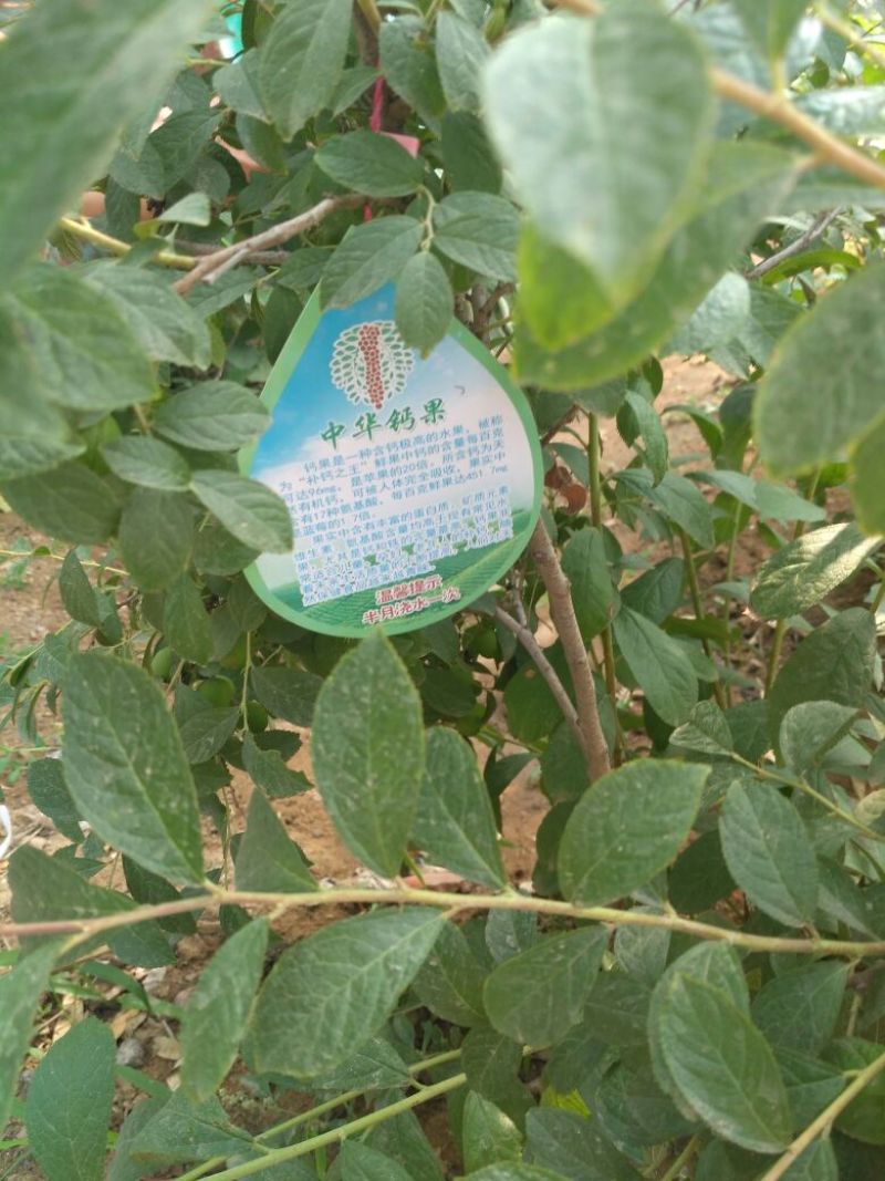 钙果苗欧李