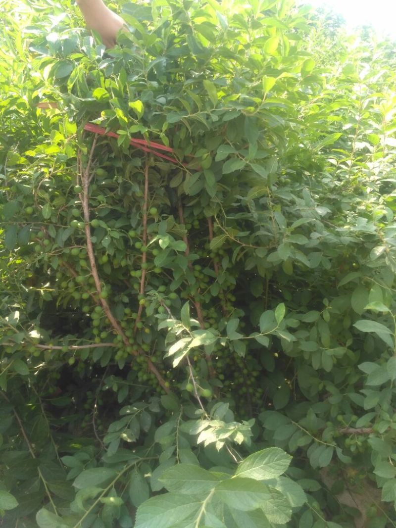 钙果苗欧李