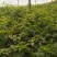 樱桃砧木吉塞拉6号