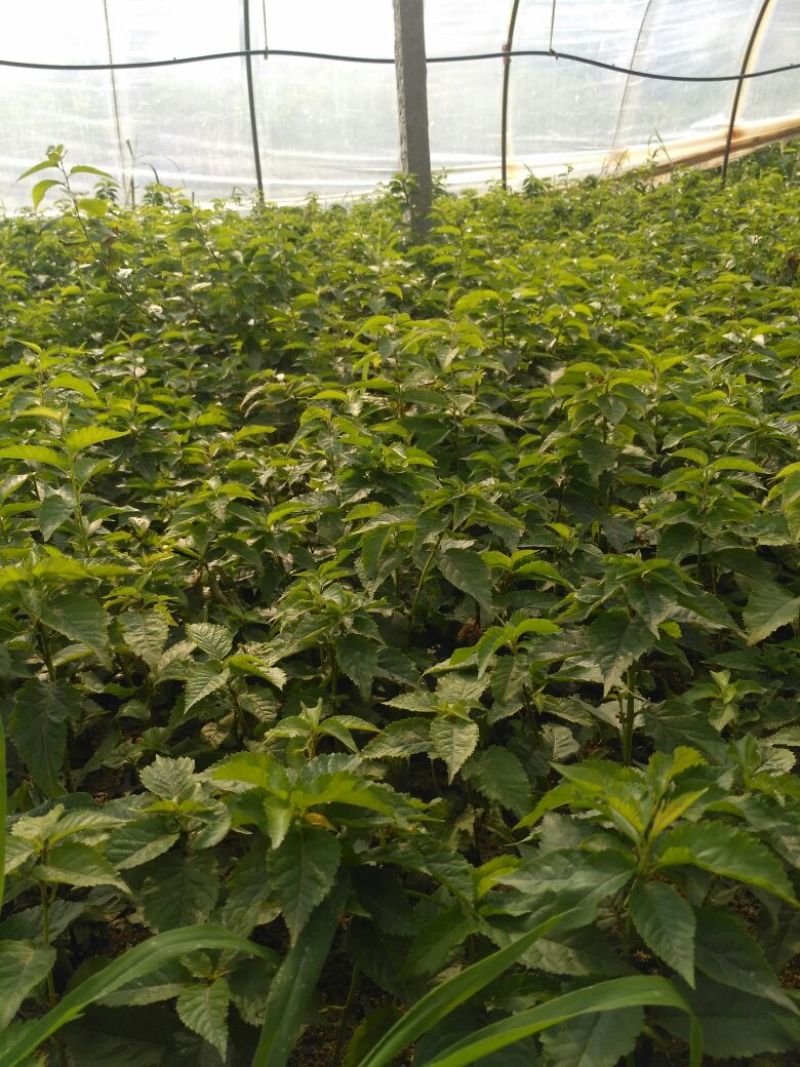 樱桃砧木吉塞拉6号