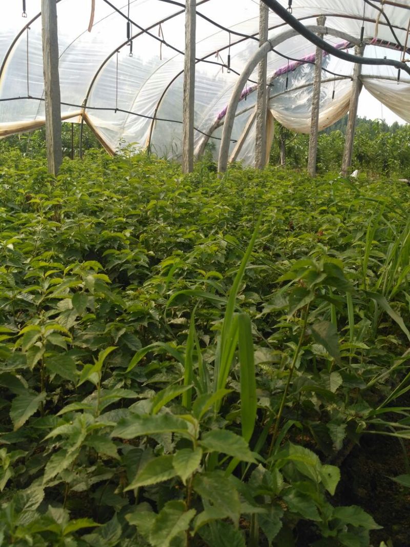 樱桃砧木吉塞拉6号