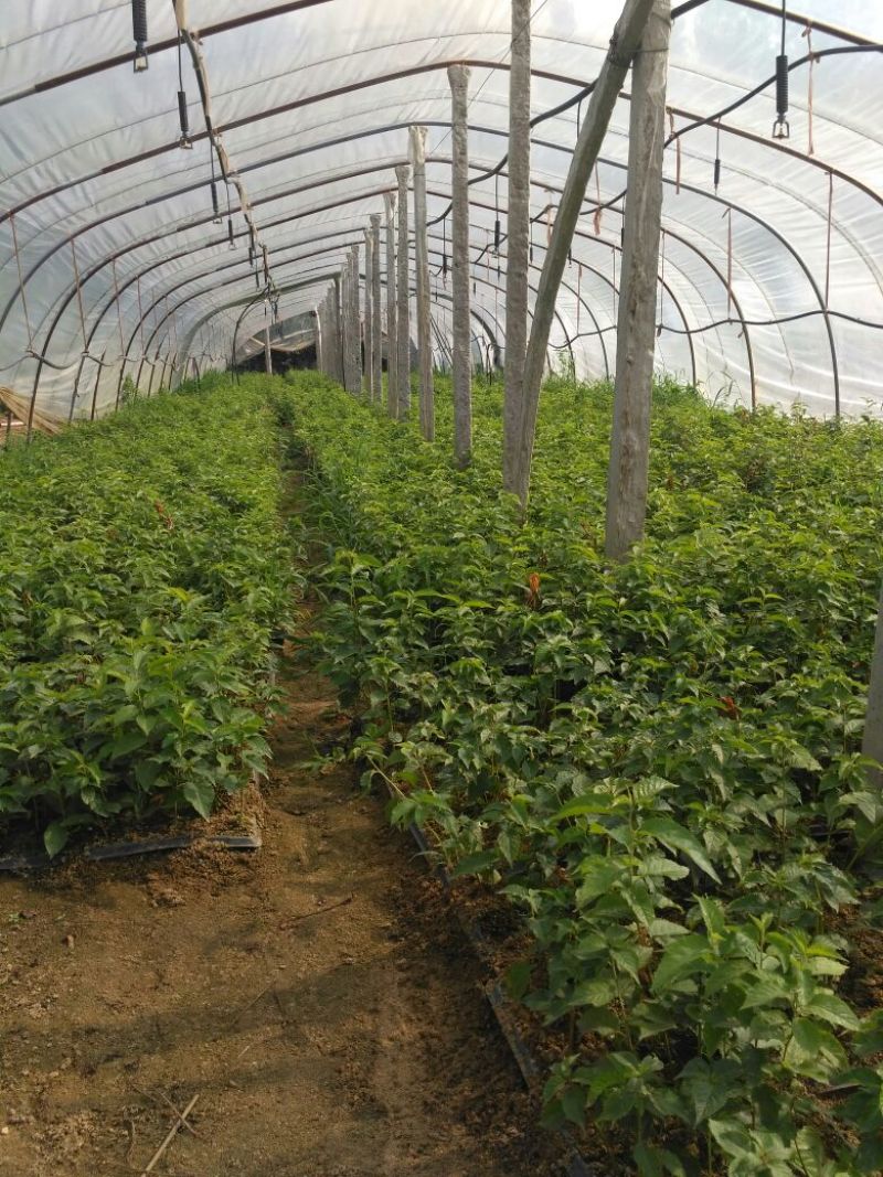 樱桃砧木吉塞拉6号