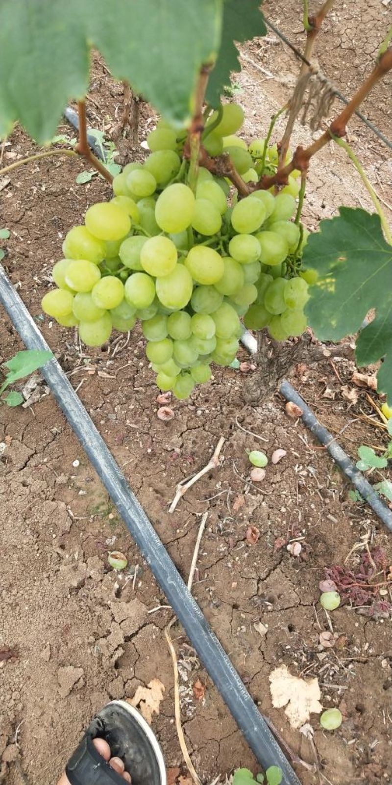 青提云南青提大量上市欢迎定购！量大产地直发