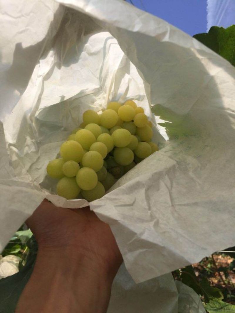青提云南青提大量上市欢迎定购！量大产地直发