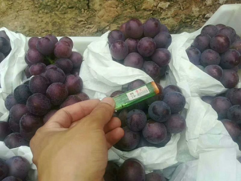 乒乓球藤稔葡萄大量上市，要的抓紧联系了，暖棚货。