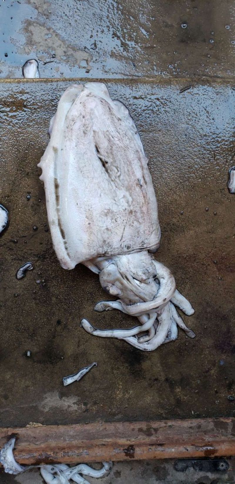 中东大墨鱼