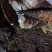甜笼竹笋
