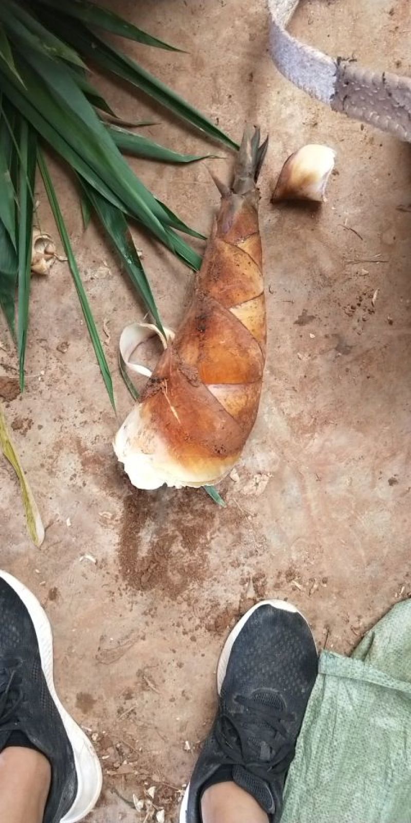 甜笼竹笋