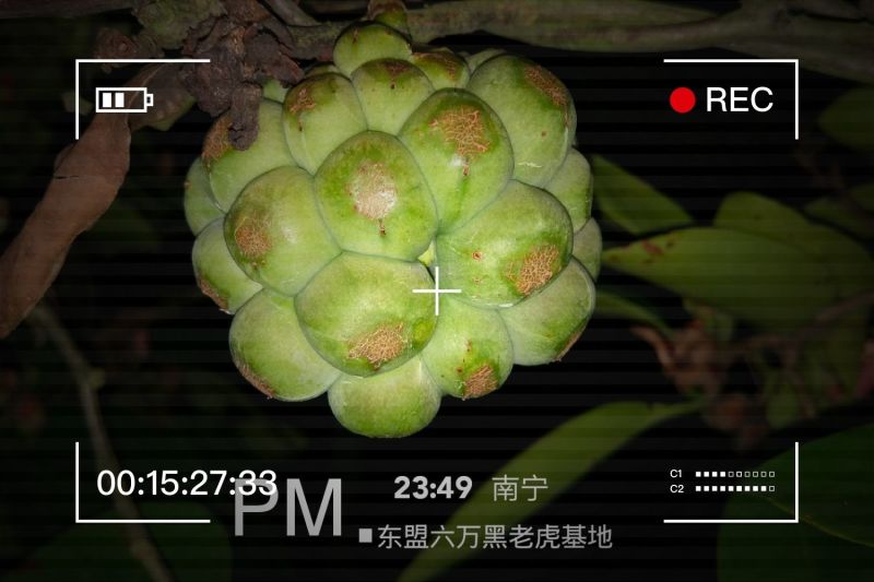 布福娜黑老虎果美容养生保健果