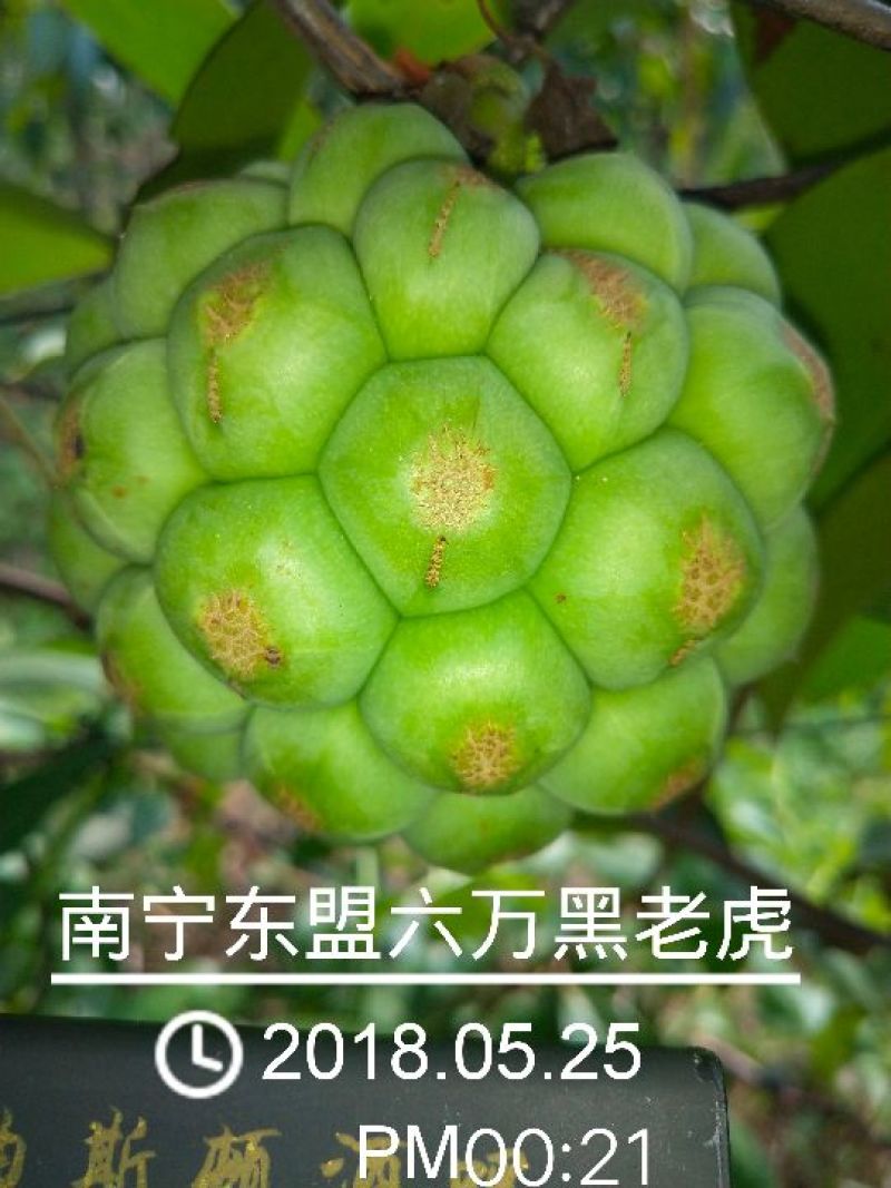 布福娜黑老虎果美容养生保健果