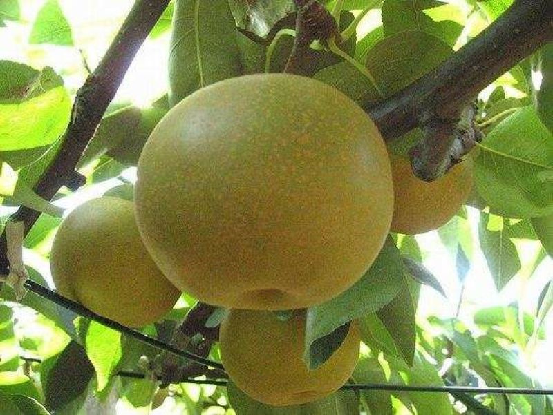 长拾郎梨