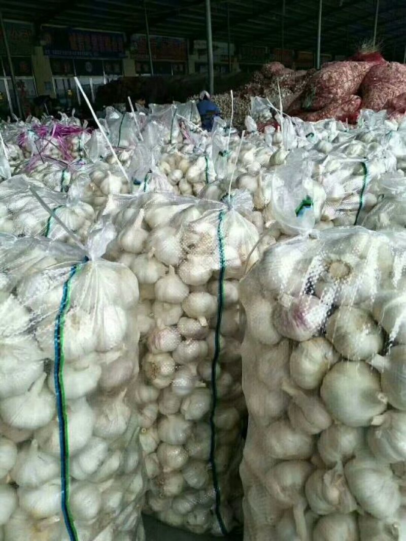 专业储存金乡大蒜-杂交蒜红皮大蒜冷库出租代收代打-可配资