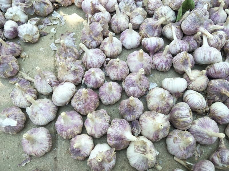 专业储存金乡大蒜-杂交蒜红皮大蒜冷库出租代收代打-可配资