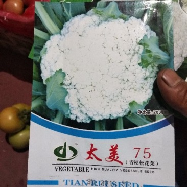 白面松花种子