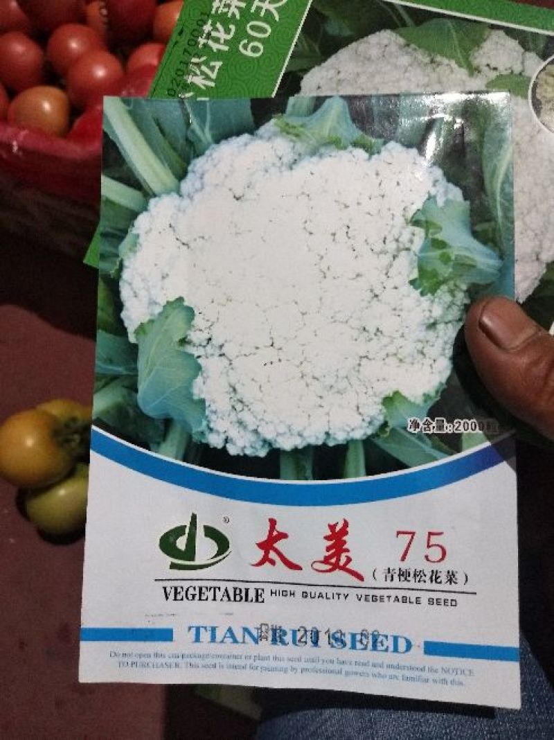 白面松花种子