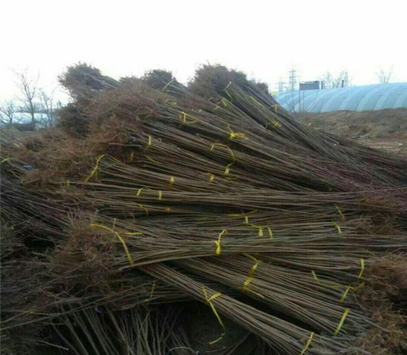 贝欧力克西梅树苗品种卯爷西梅苗基地