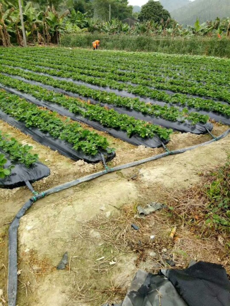 建德白露草莓苗基地隋珠香野草莓苗批发采摘园草莓苗品种