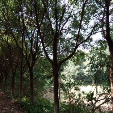 香樟