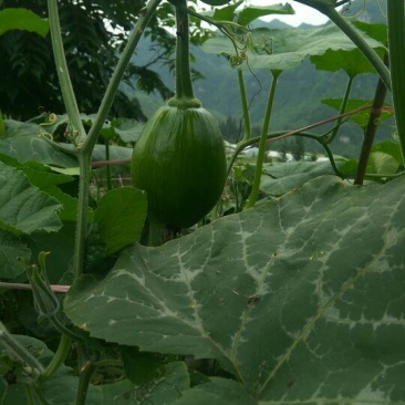 大量供应吊瓜。