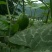 大量供应吊瓜。