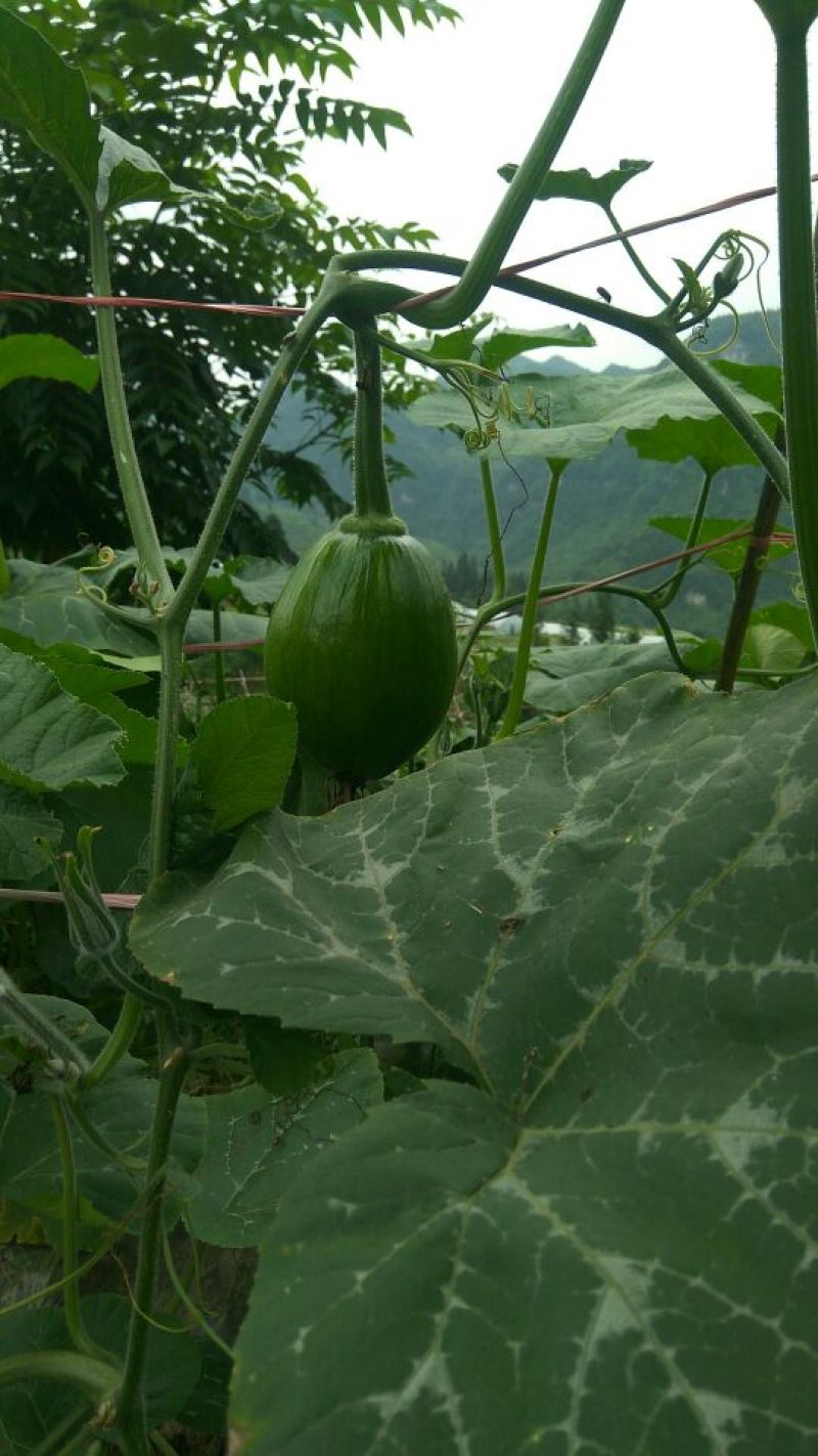 大量供应吊瓜。