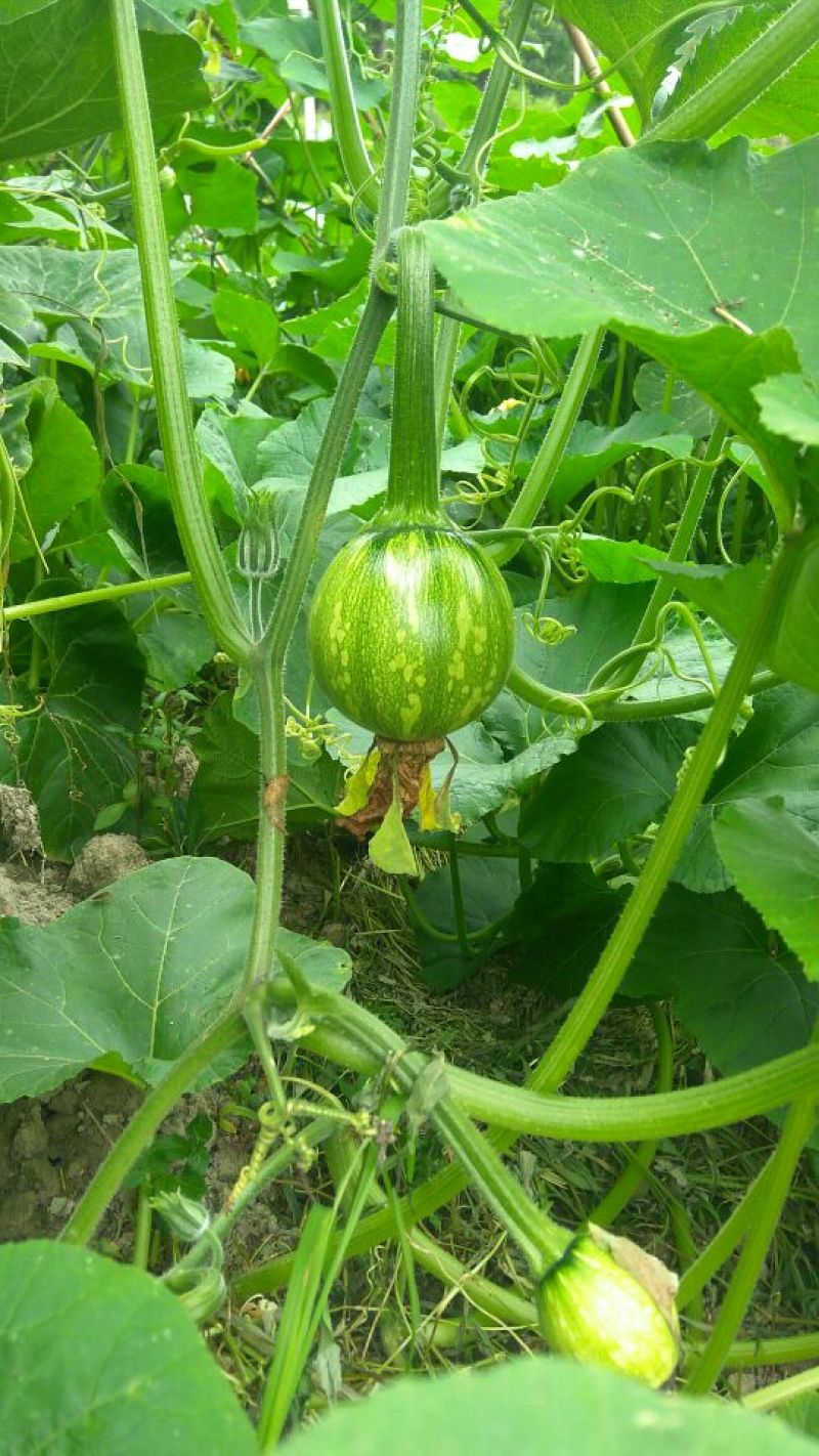 大量供应吊瓜。