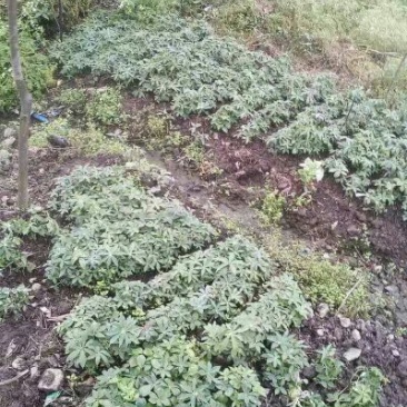 【重楼苗】四川中药材种植基地技术指导精品苗