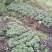 【重楼苗】四川中药材种植基地技术指导精品苗