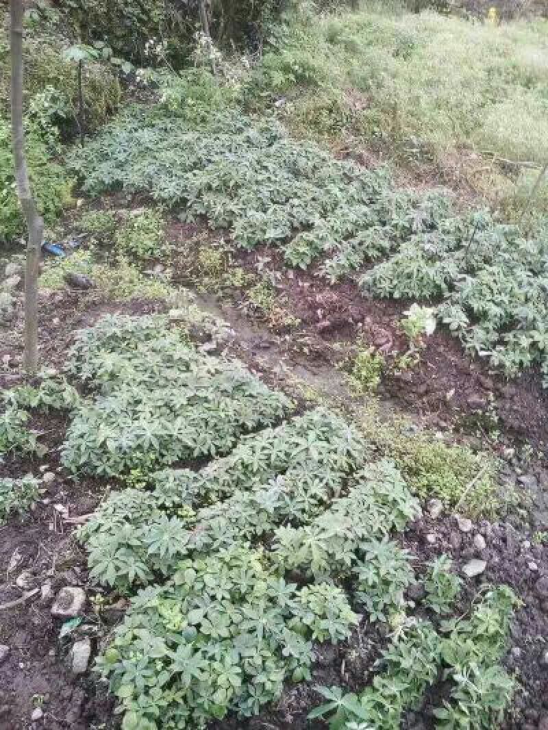 【重楼苗】四川中药材种植基地技术指导精品苗