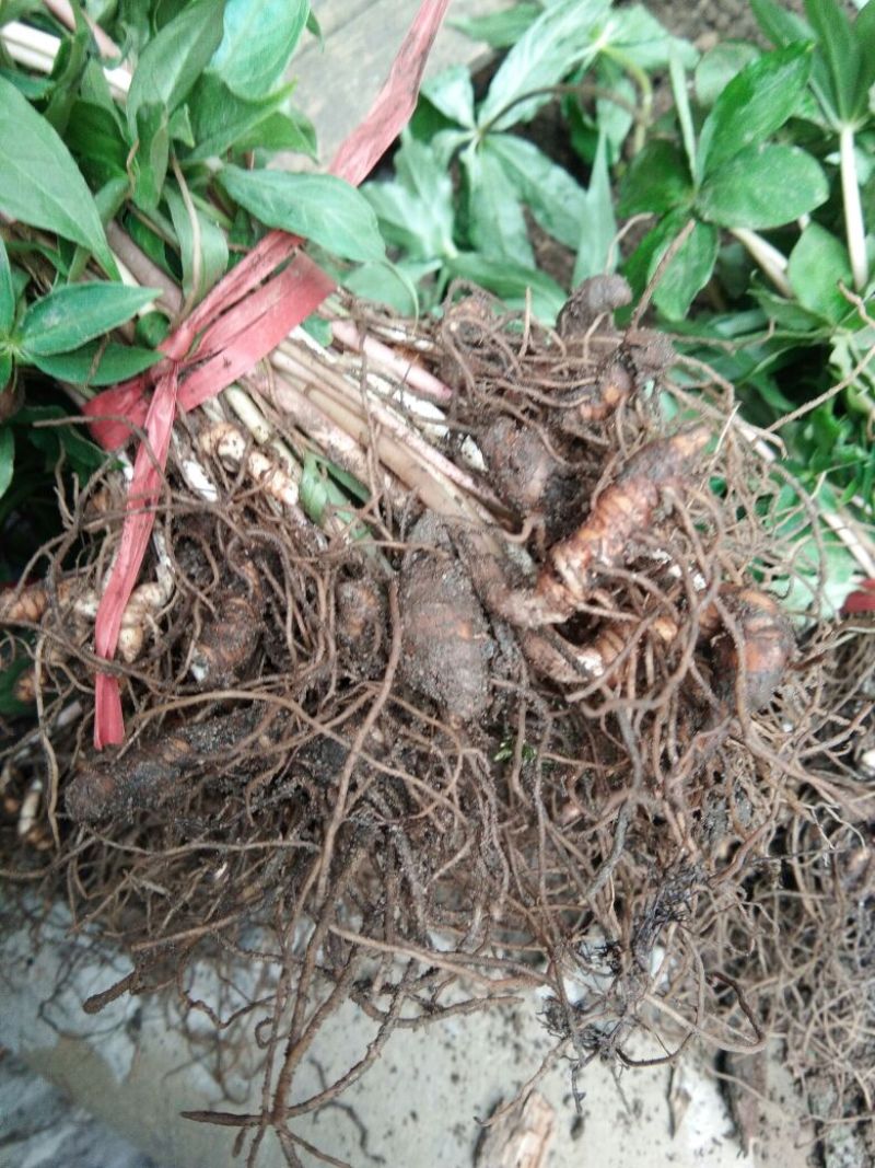 【重楼苗】四川中药材种植基地技术指导精品苗
