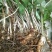 【重楼苗】四川中药材种植基地技术指导精品苗