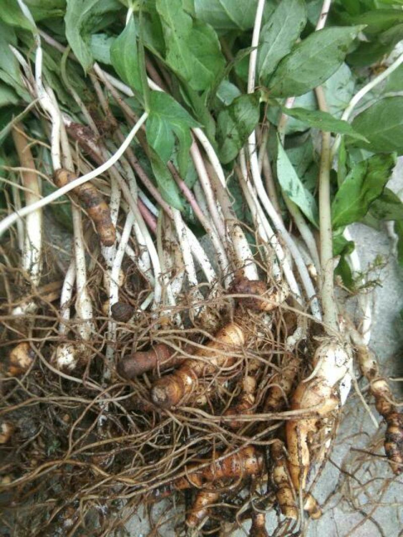 【重楼苗】四川中药材种植基地技术指导精品苗