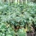 【重楼苗】四川中药材种植基地技术指导精品苗