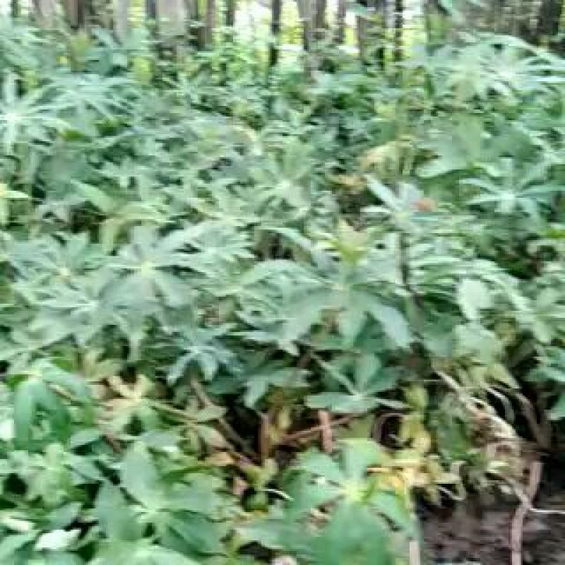 【重楼苗】四川中药材种植基地技术指导精品苗