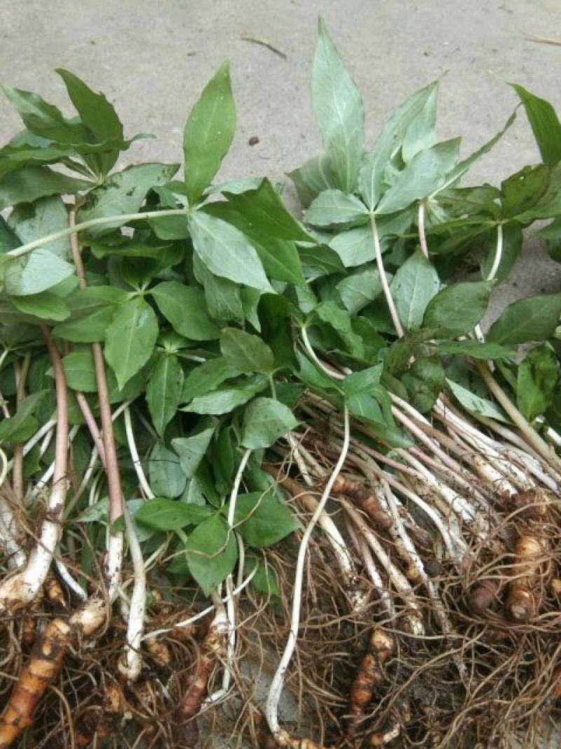 【重楼苗】四川中药材种植基地技术指导精品苗