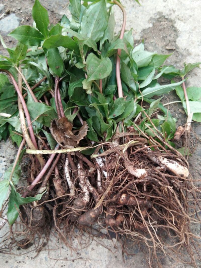 【重楼苗】四川中药材种植基地技术指导精品苗