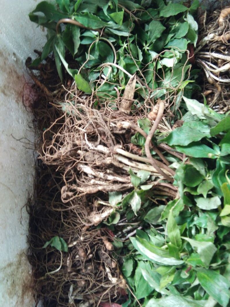 【重楼苗】四川中药材种植基地技术指导精品苗