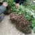 【重楼苗】四川中药材种植基地技术指导精品苗
